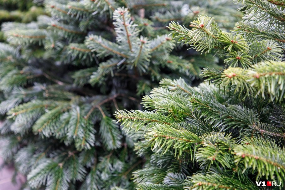 Хвойный бор