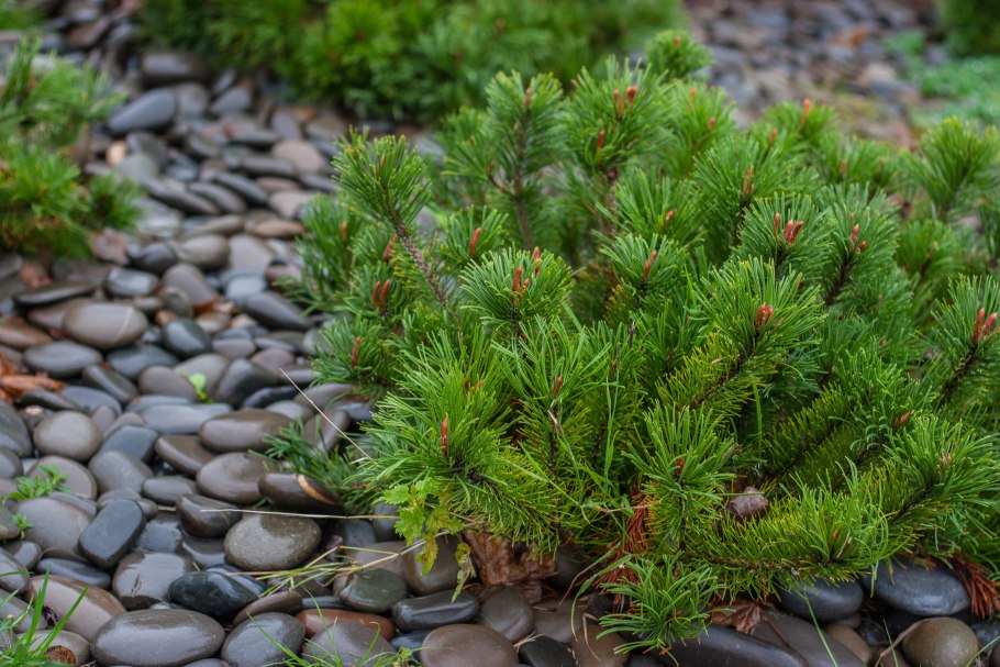 Сосна горная варелла