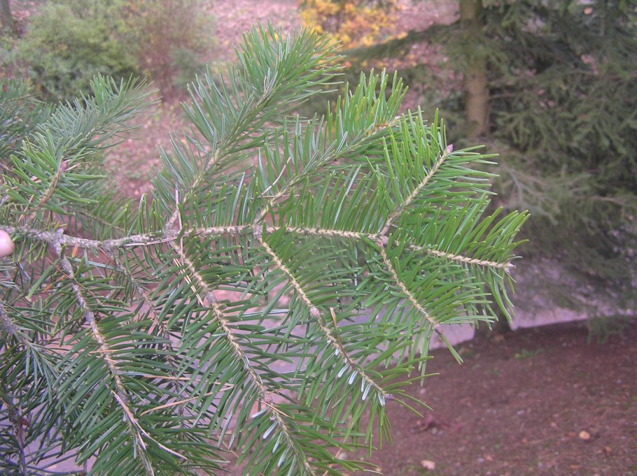 Пихта цельнолистная (abies holophylla)