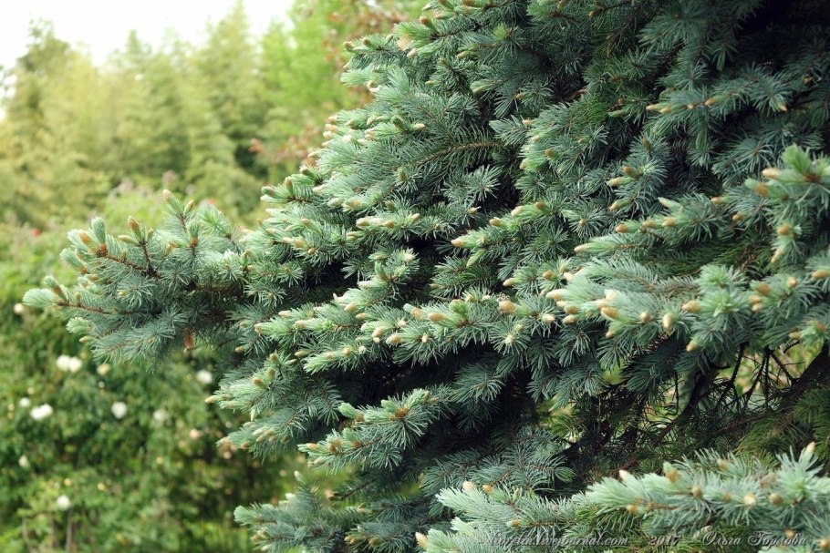 Ель колючая picea pungens