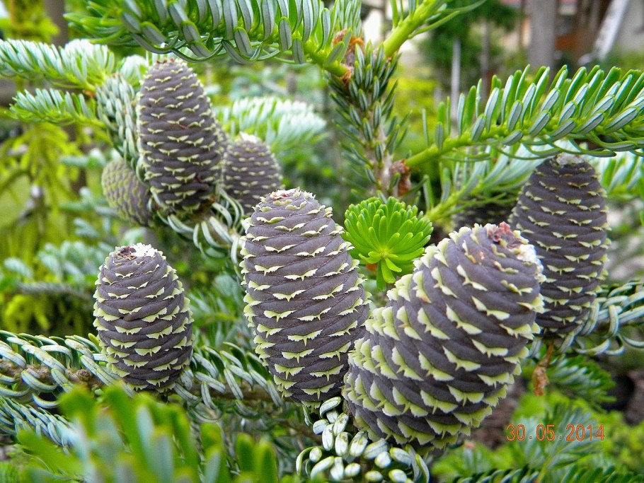 Сильберлок пихта корейская