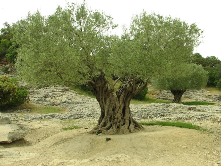 Маслина лавролистная дерево