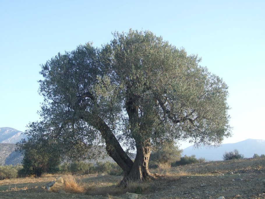Маслина лавролистная дерево