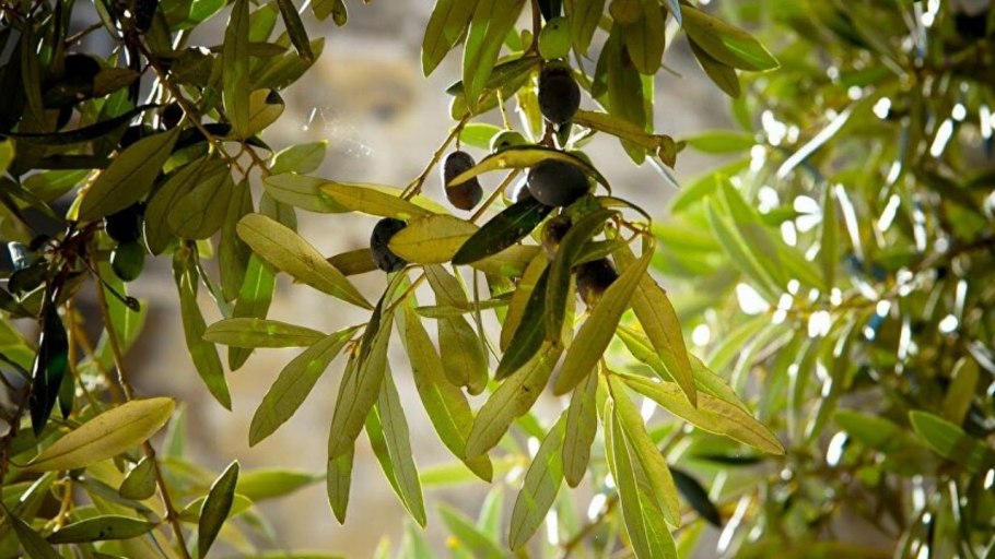 Оливки на деревья красивые фото близко