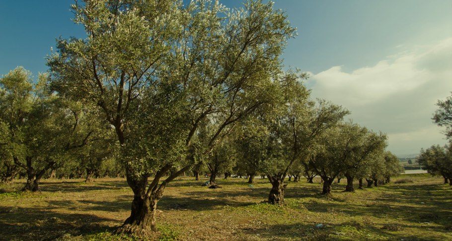 Маслина, масличное дерево
