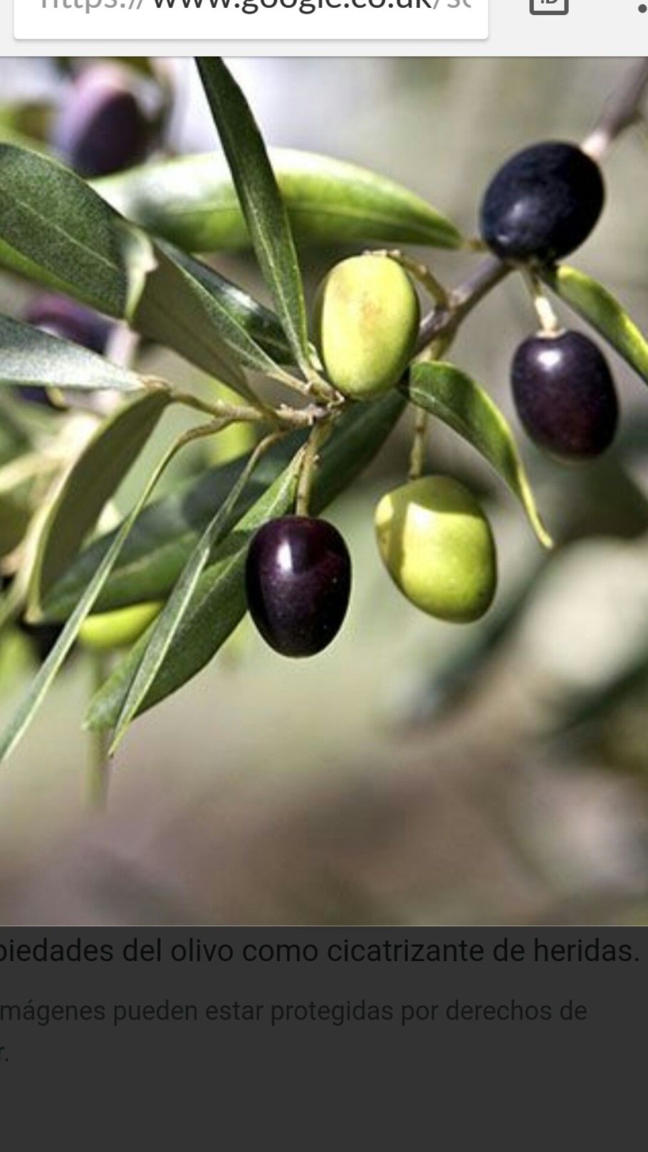 Маслина, масличное дерево