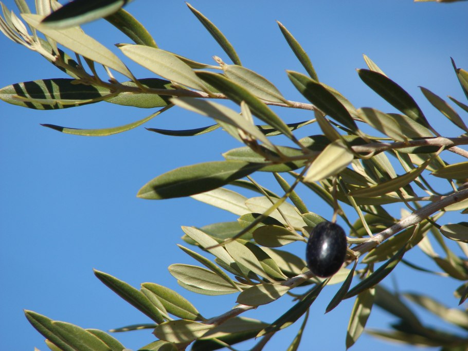 Маслина европейская – Olea europaea l.