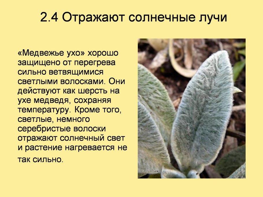 Адаптация растений к температуре