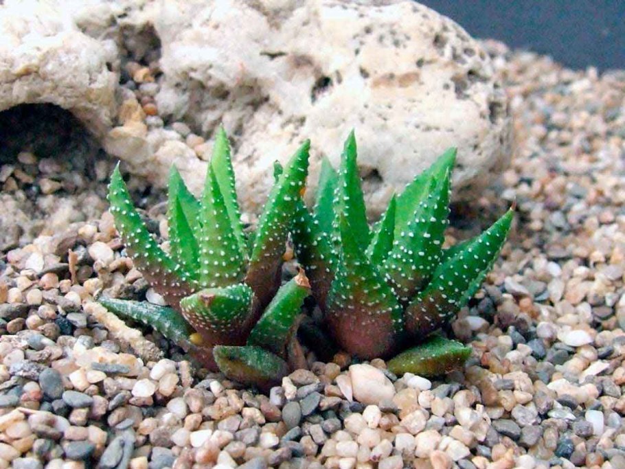 Рододендрон в Гималаях