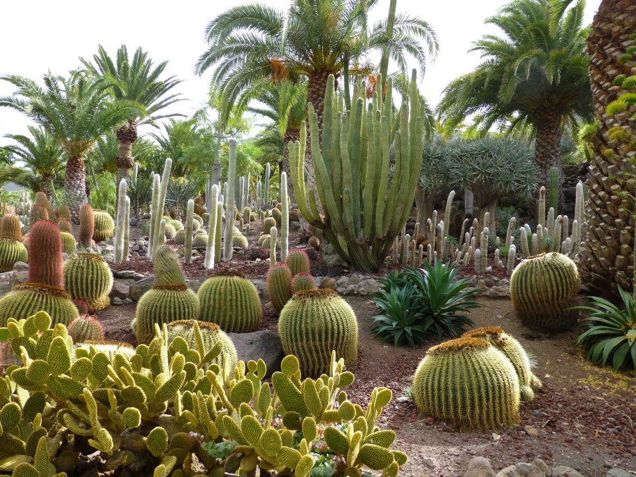 Ксерофиты ксерофиты