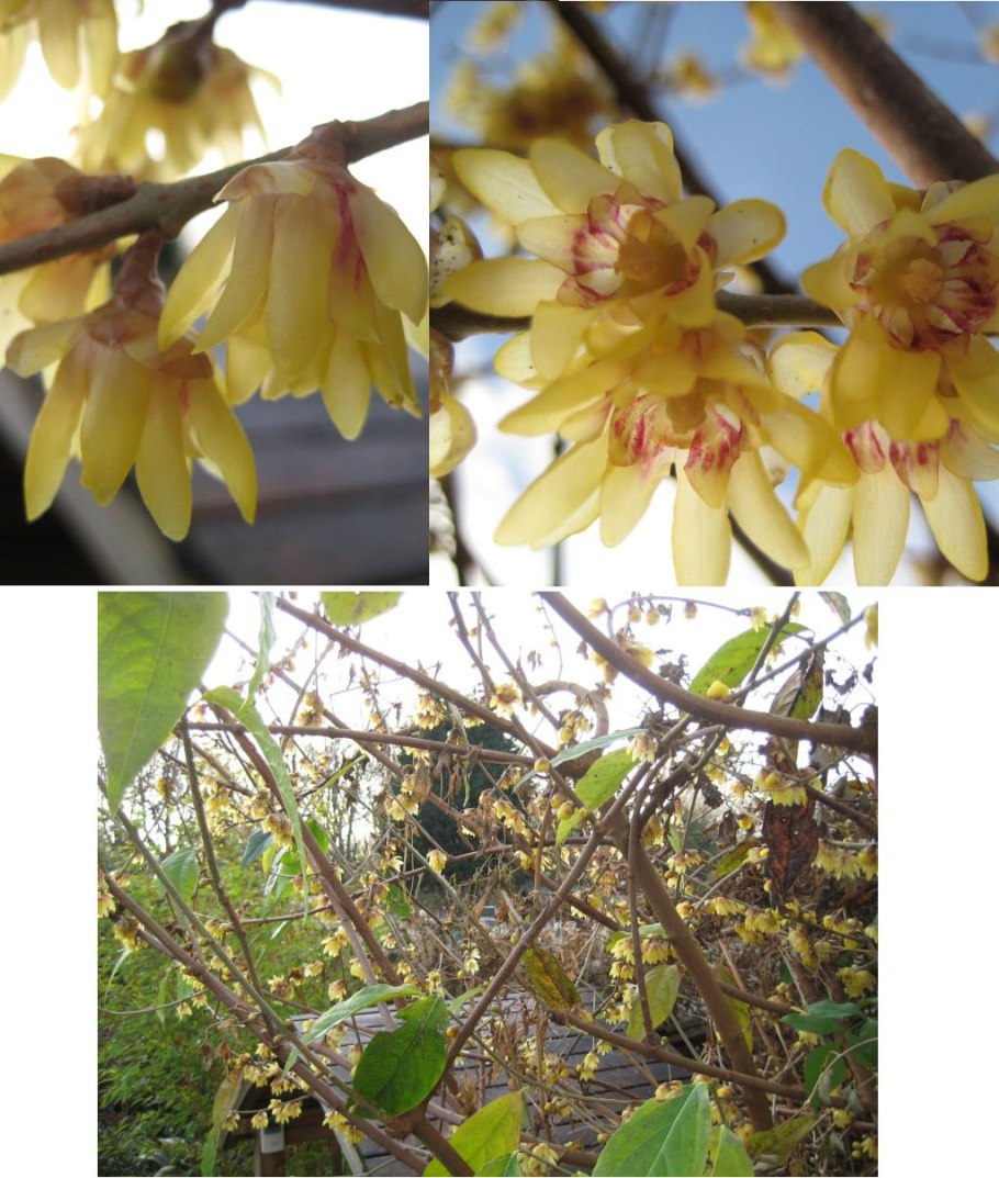 Кувшинка белая корень