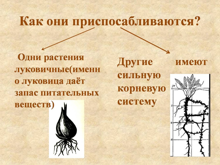 Корни степных растений