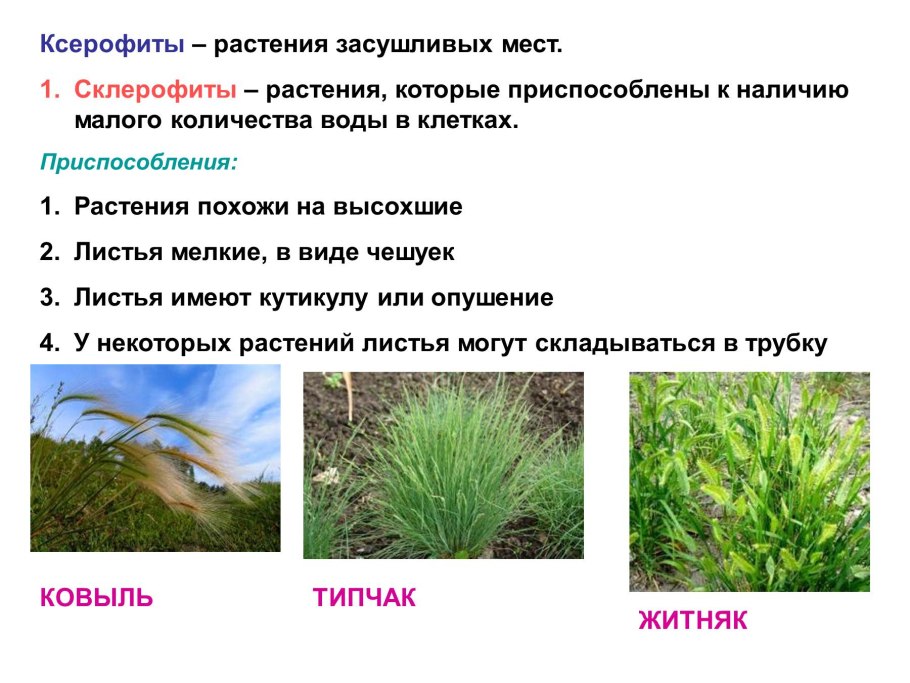 Карафиты склерофиты растений