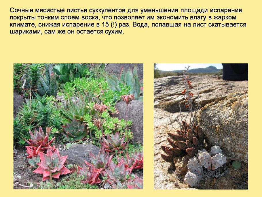 Приспособления растений к высоким температурам