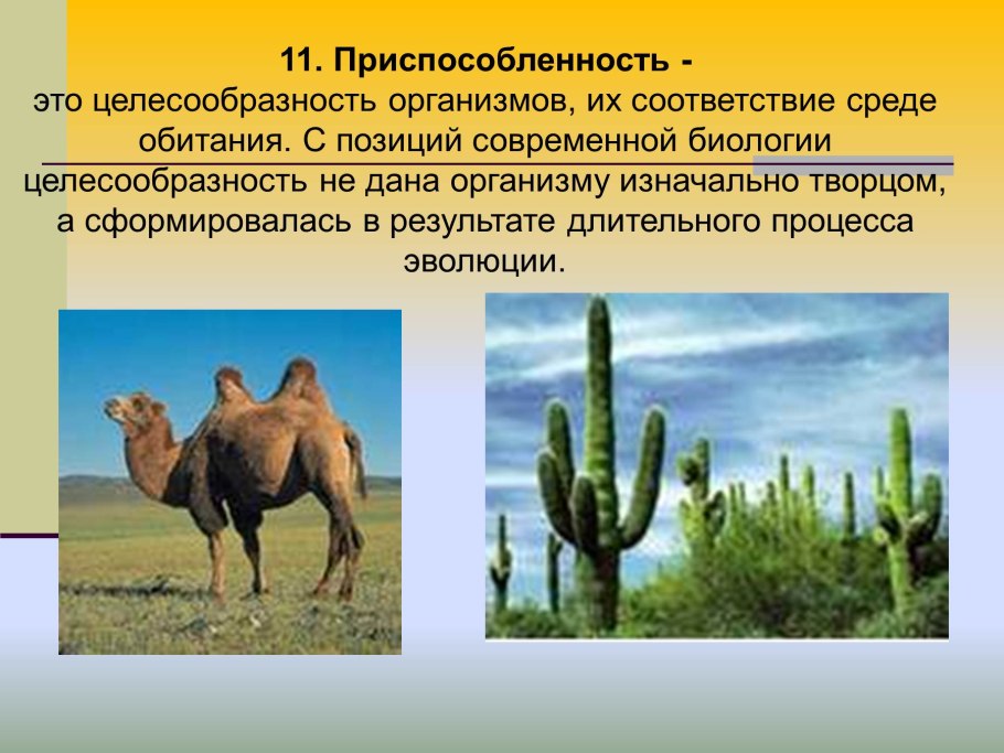 Мексико Кактус