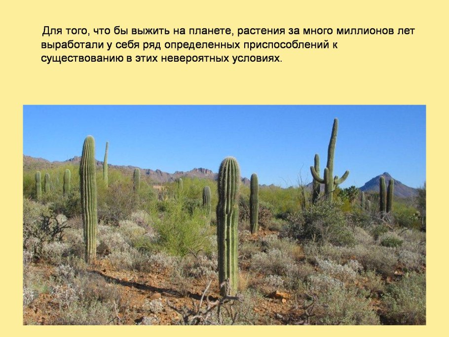 Адаптация растений к высоким температурам