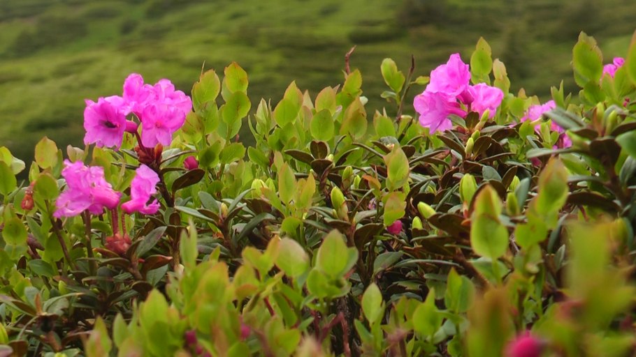 Растение Альбука спиральная