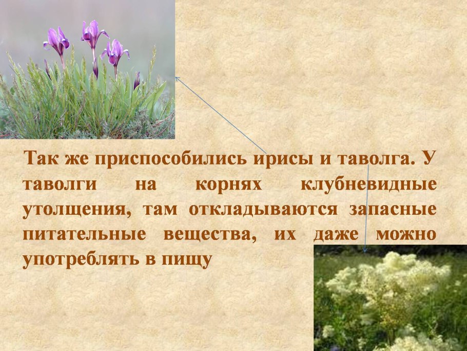 Степные растения 4 класс