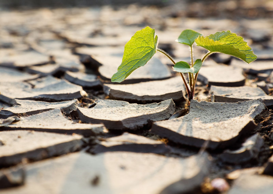 Alternanthera pungens