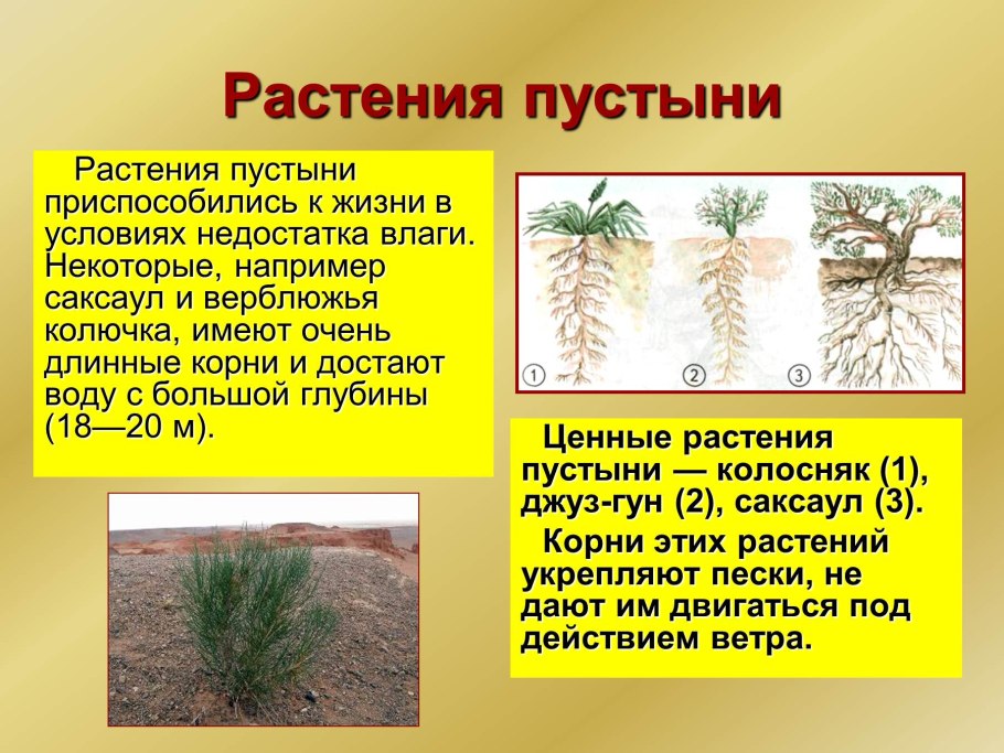 Растения зоны пустынь саксаул