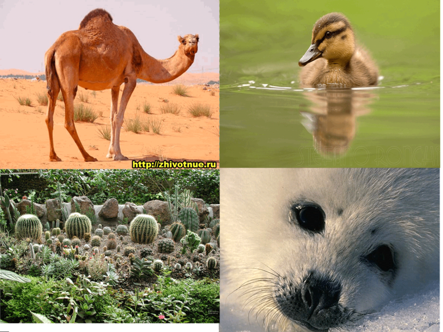 Росянка Болотная