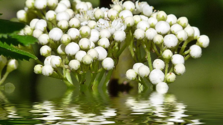 Дросера росянка