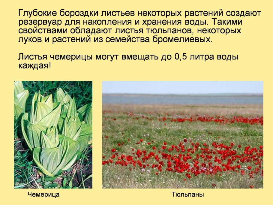 Температурные адаптации растений