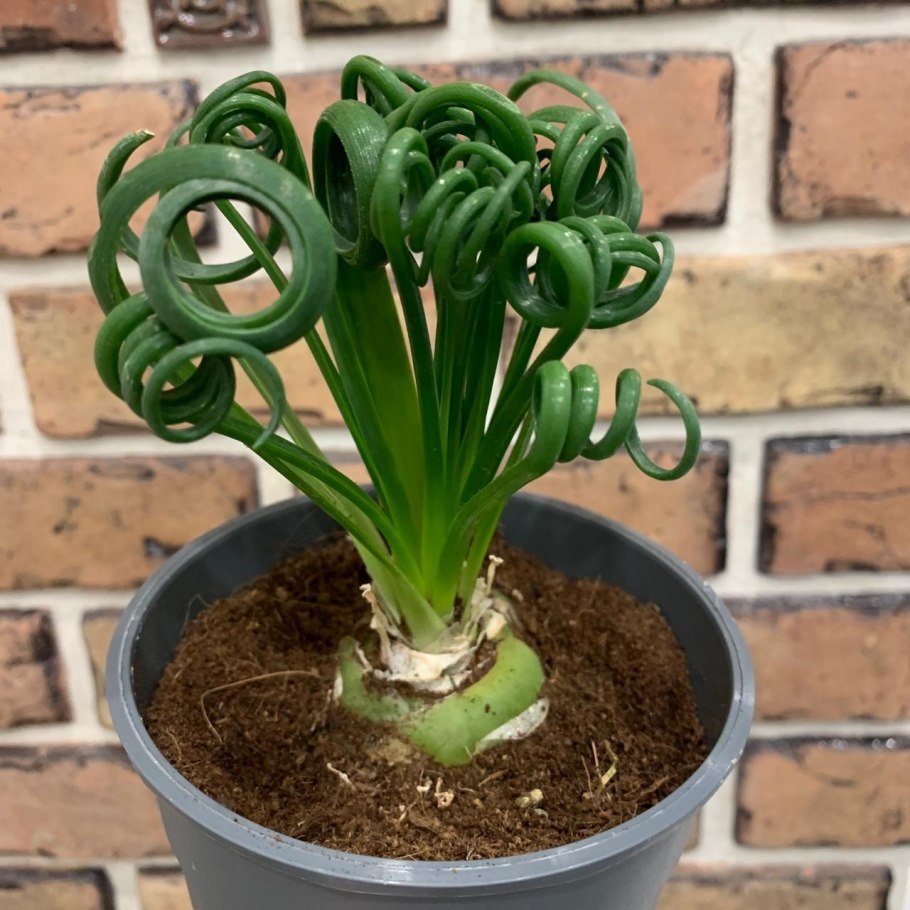 Шипастые лозы