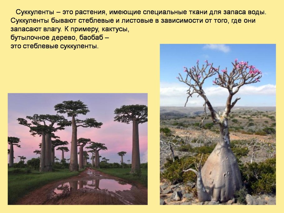 Стеблевые Суккуленты примеры