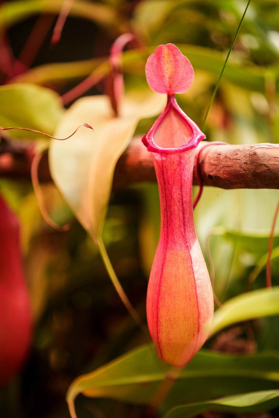 Кактус в полупустыне