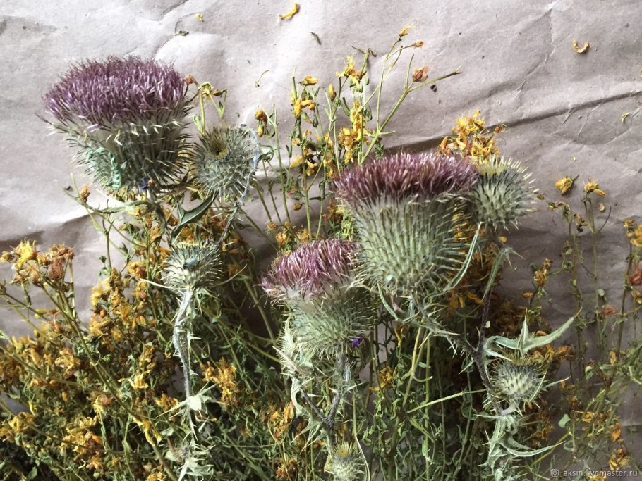 Татарник чертополох