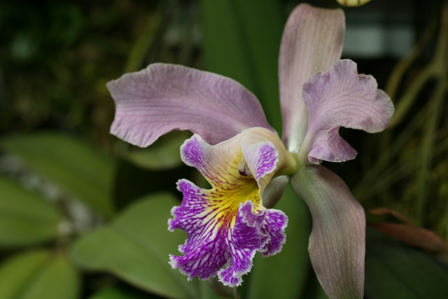 Cattleya schilleriana ('labelo Veludo escuro' x 'surpresa')