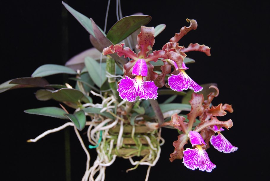 Каттлея Шиллериана