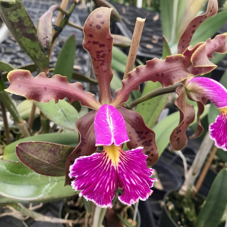 Cattleya schilleriana rubra