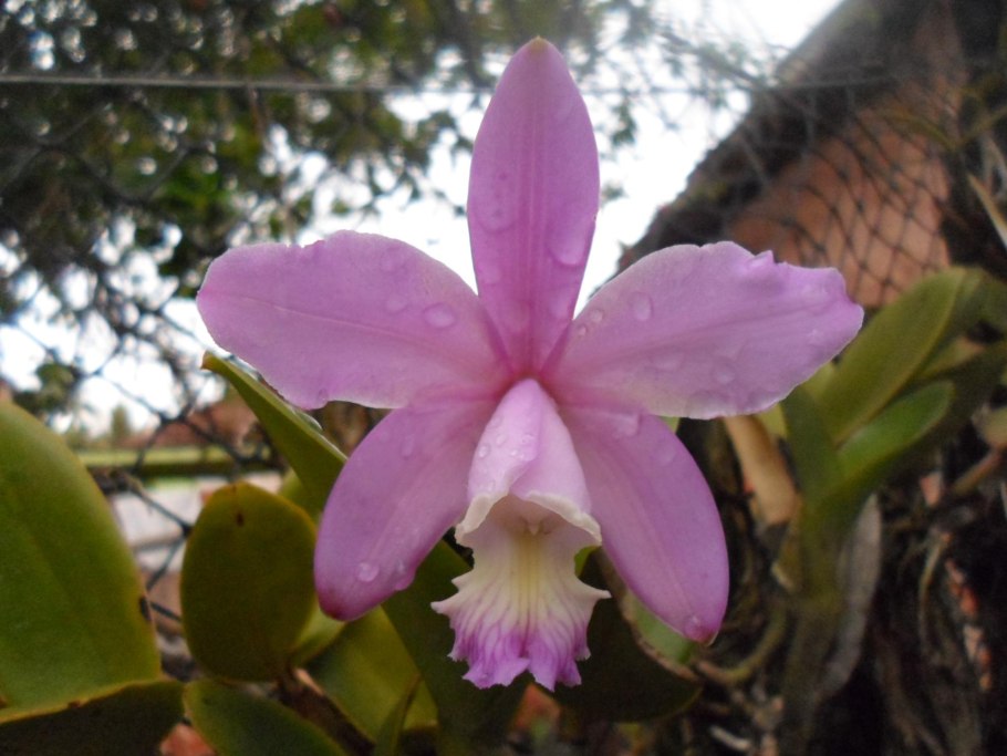 Cattleya Peckhaviensis (schilleriana x aclandiae)