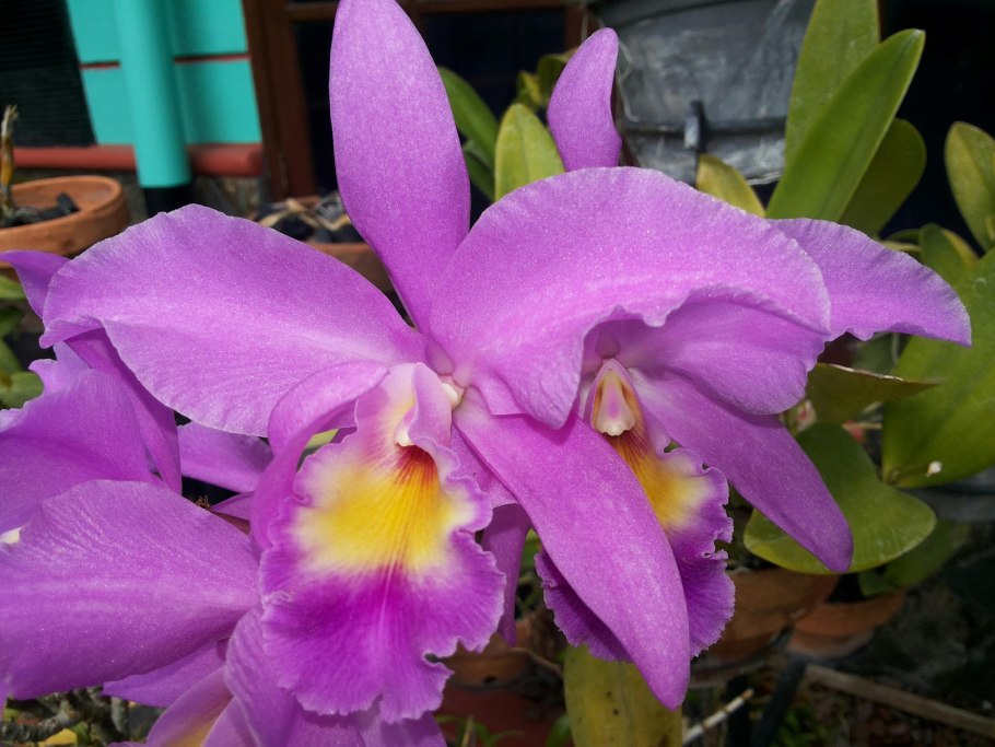 Фото Шиллерианы Каттлея уход