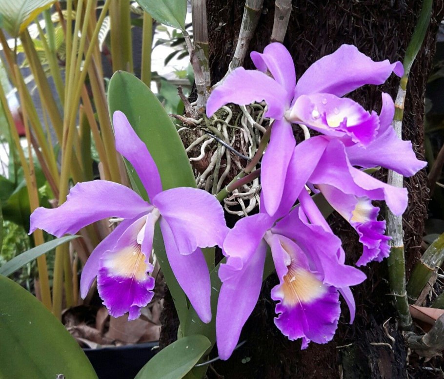 Cattleya (schilleriana x whitei)