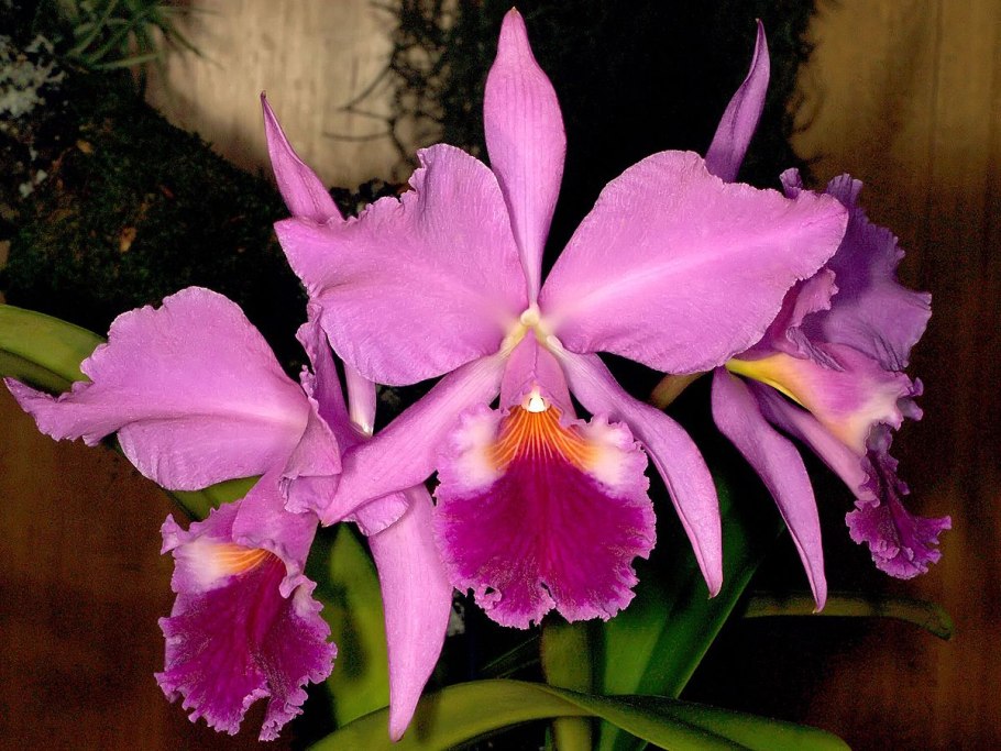 Cattleya labiata