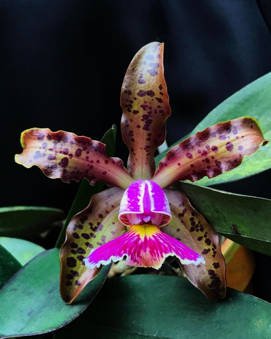 Каттлея Шиллериана