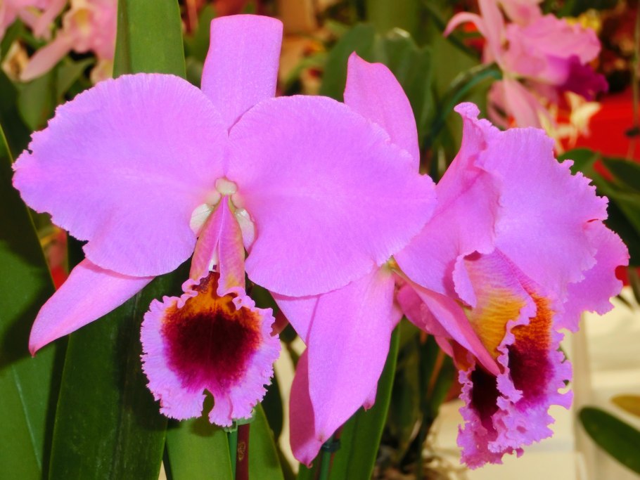 Cattleya percivaliana var. Atropurpurea