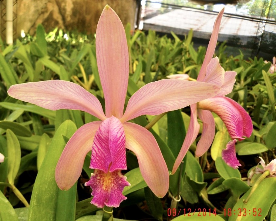 Каттлея Экланда (Cattleya aclandiae)