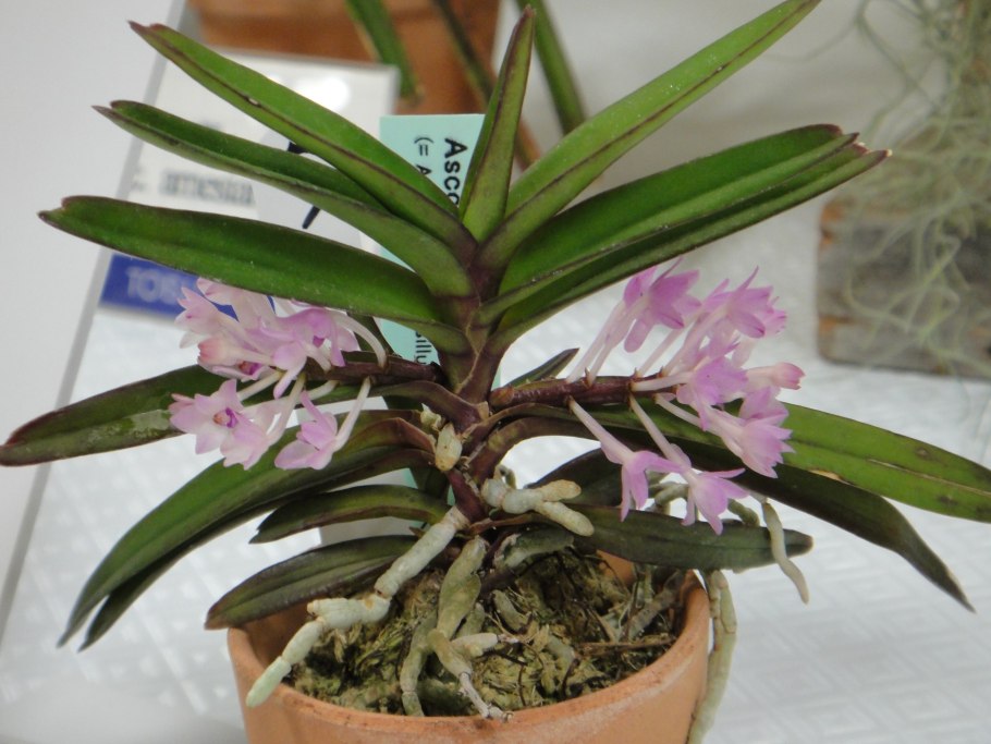 Каттлея Кристель Смит