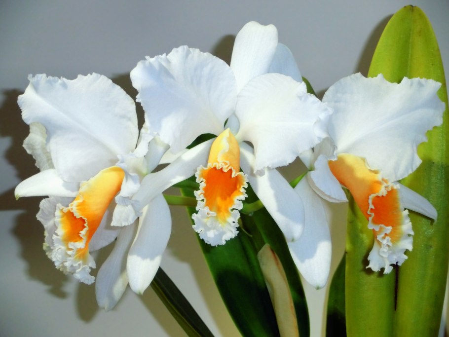 Cattleya percivaliana alba