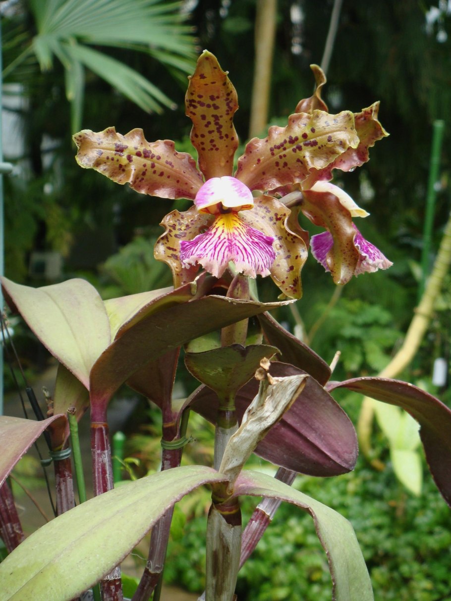 Каттлея Шиллериана Рубра