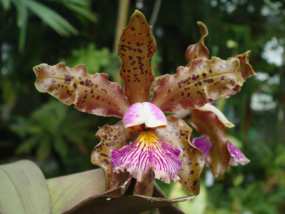 Cattleya schilleriana rubra