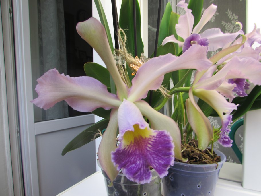 Каттлея гаскелиана