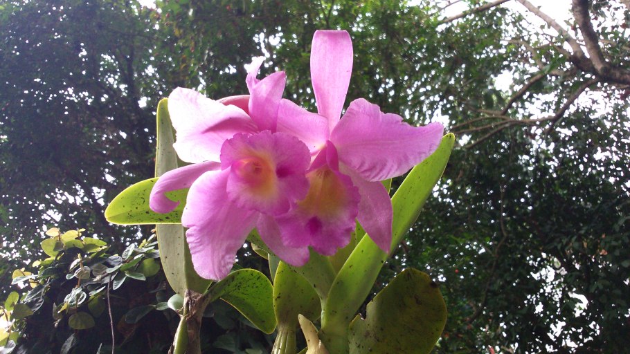 Cattleya orchid