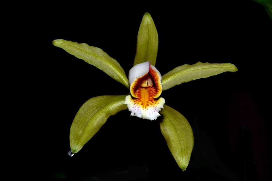 Каттлея forbesii