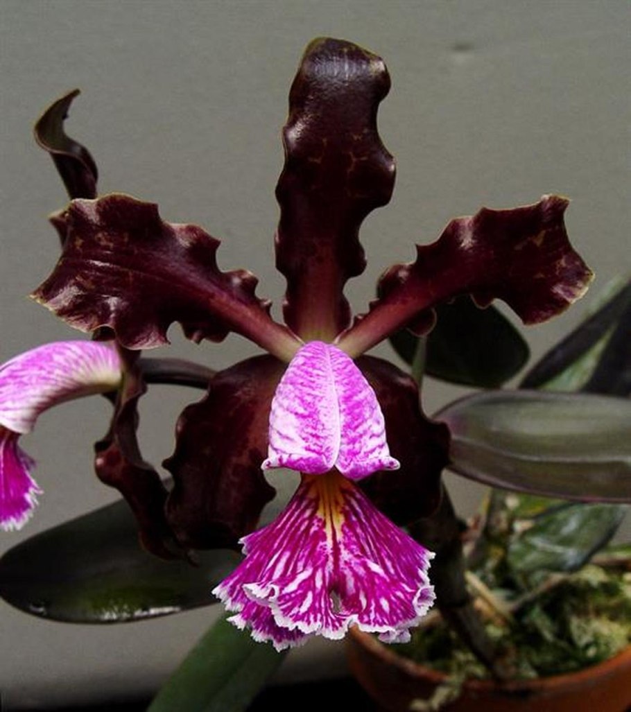 Cattleya schilleriana