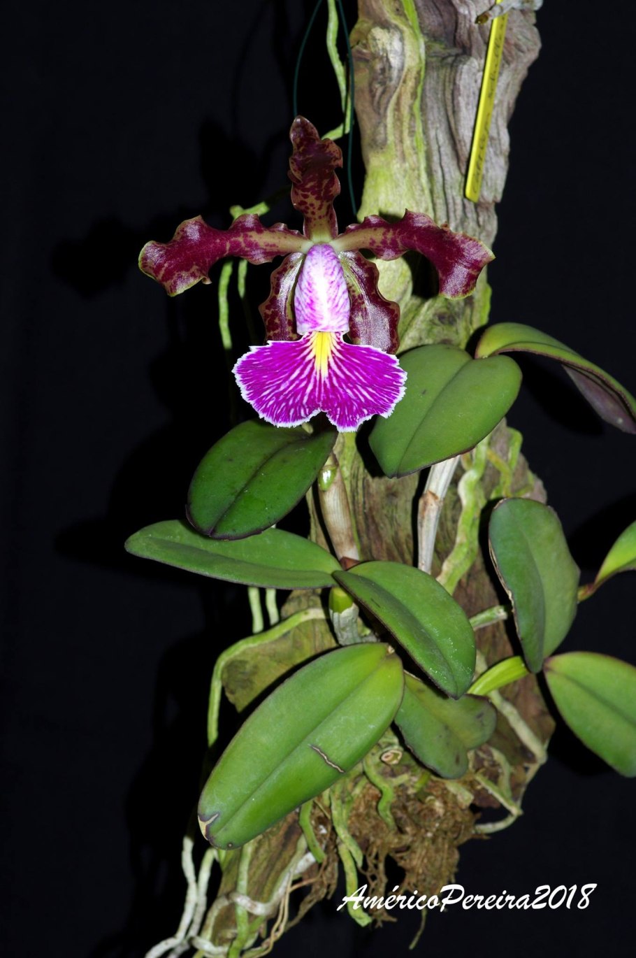 Cattleya schilleriana Imperialis